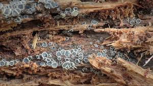 Attēlu rezultāti vaicājumam “Mollisia cinerea”