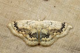 Attēlu rezultāti vaicājumam “Cyclophora annularia”