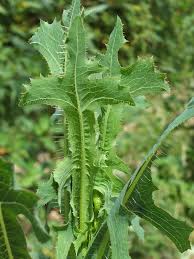 Attēlu rezultāti vaicājumam “Lactuca serriola”