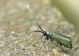 Attēlu rezultāti vaicājumam “Micropterigidae”