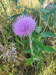 Attēlu rezultāti vaicājumam “Cirsium x rigens leaf”