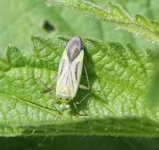 Attēlu rezultāti vaicājumam “Adelphocoris quadripunctatus imago”