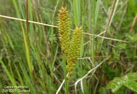 Attēlu rezultāti vaicājumam “Carex rostrata”