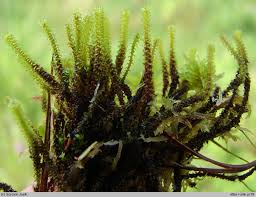 Attēlu rezultāti vaicājumam “Paludella squarrosa”