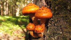 Attēlu rezultāti vaicājumam “Pholiota heteroclita”