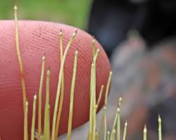 Attēlu rezultāti vaicājumam “Octospora splachnophila”