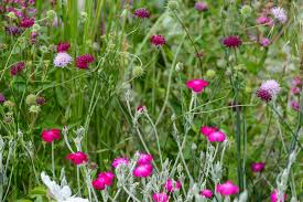Image result for Lychnis coronaria