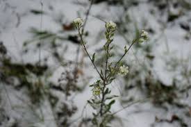 Attēlu rezultāti vaicājumam “Berteroa incana flower”
