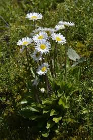Image result for Bellis perennis