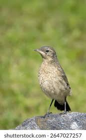 Attēlu rezultāti vaicājumam “Oenanthe oenanthe juvenile”