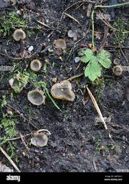 Attēlu rezultāti vaicājumam “Geopora arenicola”