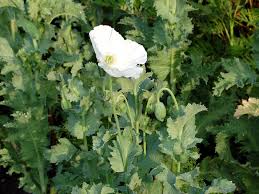 Image result for Papaver somniferum White Cloud