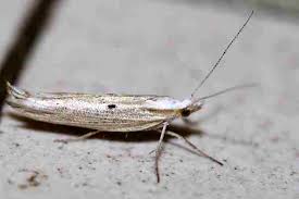 Attēlu rezultāti vaicājumam “Ypsolophidae”