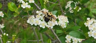 Attēlu rezultāti vaicājumam “Aronia melanocarpa flower”