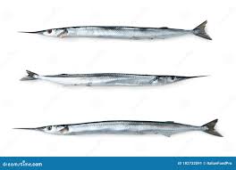 Attēlu rezultāti vaicājumam “Belone belone”