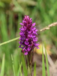 Attēlu rezultāti vaicājumam “Dactylorhiza ochroleuca flower”