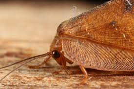 Attēlu rezultāti vaicājumam “Drepanepteryx phalaenoides”