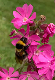 Image result for Silene dioica