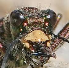 Attēlu rezultāti vaicājumam “Cicindela sylvatica imago”