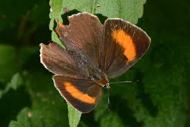 Attēlu rezultāti vaicājumam “Thecla betulae”