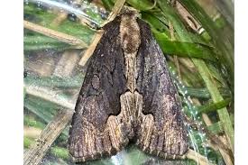 Attēlu rezultāti vaicājumam “Dypterygia scabriuscula”