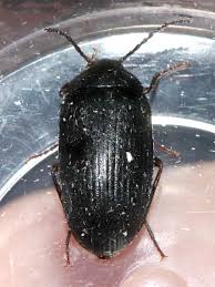 Attēlu rezultāti vaicājumam “Prionychus ater”