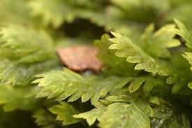 Attēlu rezultāti vaicājumam “Fissidens pusillus sporophyte”