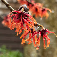 Attēlu rezultāti vaicājumam “Hamamelis”
