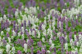 Attēlu rezultāti vaicājumam “Corydalis cava fruit”