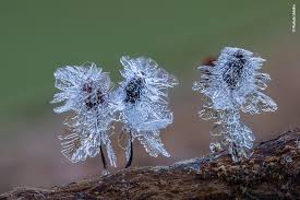 Attēlu rezultāti vaicājumam “Craterium minutum macro”
