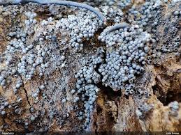 Attēlu rezultāti vaicājumam “Ampedus pomorum”