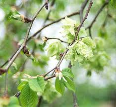 Attēlu rezultāti vaicājumam “Ulmus glabra leaf”