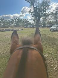 Image result for Ayr Riding Club