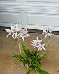 Attēlu rezultāti vaicājumam “Aphelia viburniana”