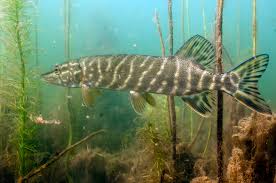 Image result for Esox lucius