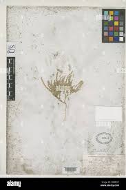 Attēlu rezultāti vaicājumam “Seligeria pusilla”