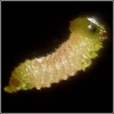 Attēlu rezultāti vaicājumam “Euura brevicornis larva”