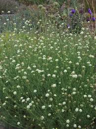 Attēlu rezultāti vaicājumam “Scabiosa ochroleuca”