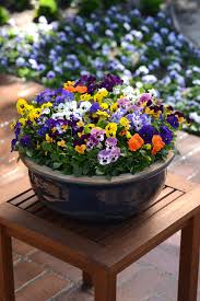 Image result for Viola cornuta