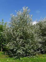 Attēlu rezultāti vaicājumam “Populus alba”