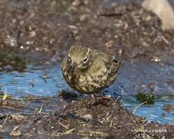 Attēlu rezultāti vaicājumam “Anthus petrosus adult”