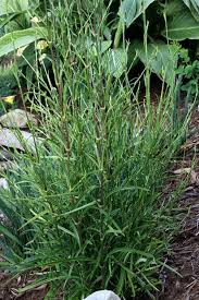 Attēlu rezultāti vaicājumam “Silene tatarica leaf”