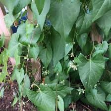 Attēlu rezultāti vaicājumam “Fallopia convolvulus”