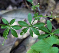 Attēlu rezultāti vaicājumam “Galium triflorum leaf”