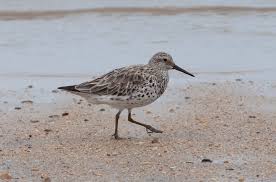 Image result for Calidris tenuirostris