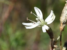 Attēlu rezultāti vaicājumam “Silene tatarica”