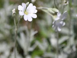 Image result for cerastium tomentosum