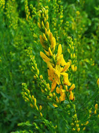 Image result for Genista tinctoria
