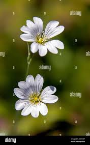 Attēlu rezultāti vaicājumam “Cerastium arvense flower”