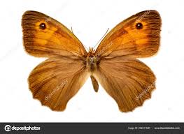 Attēlu rezultāti vaicājumam “Maniola jurtina”